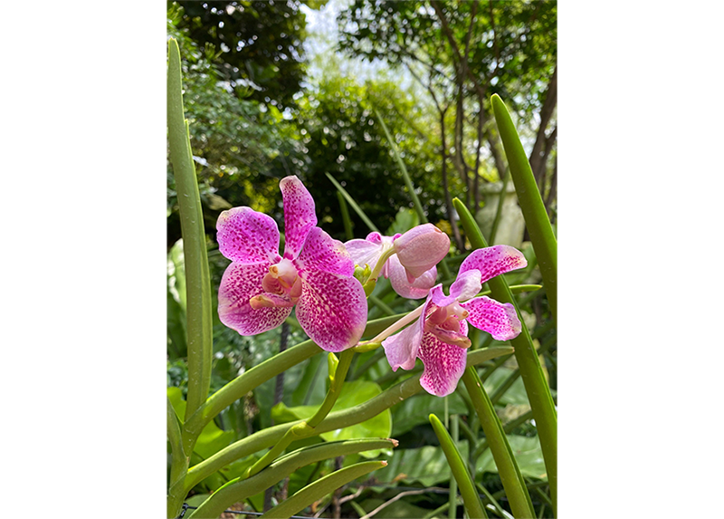 The Papilionanda Xi Jinping-Peng Liyuan is named in honour of the Chinese President and his wife. Photo by and courtesy of Jimmy Yap.